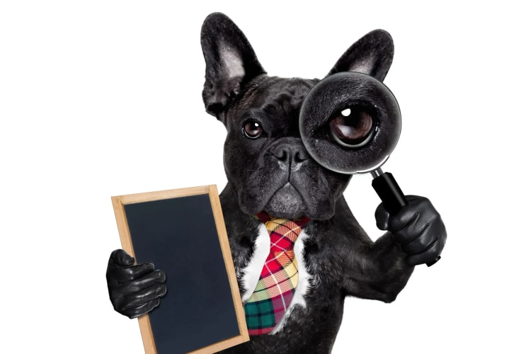 Bulldog déguisé avec loupe représentant la méthode pour changer d'assurance de prêt immobilierRetryClaude can make mistakes. Please double-check responses.