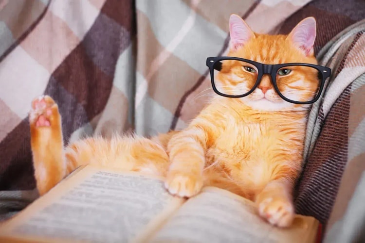 Chat roux portant des lunettes, symbolisant la comparaison et l’analyse d’une assurance de prêt immobilier